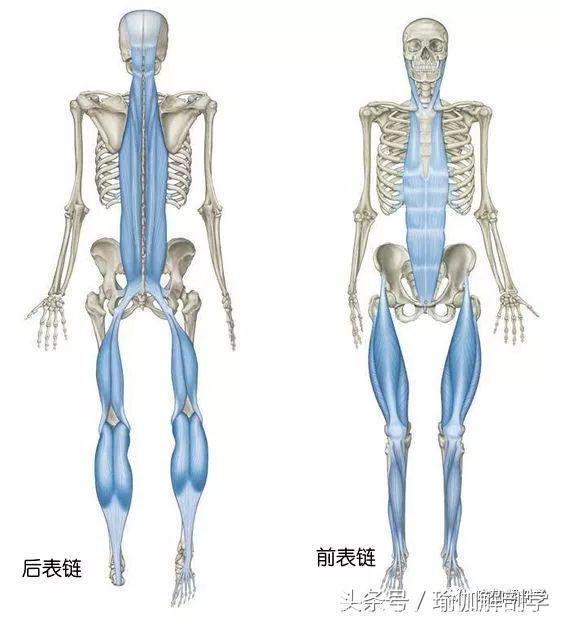 瑜伽初学者前屈抓不到脚，这2个方法超级有效！