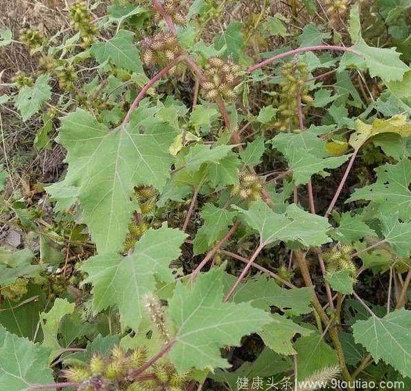 路边常见的苍耳子可以治鼻炎，2种简单的方法，特别实用