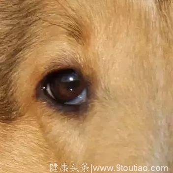 心理测试：哪个眼睛是狗狗的？测你看人的眼光有多准？