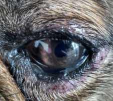 心理测试：哪个眼睛是狗的？测你看人的眼光有多准！