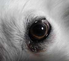 心理测试：哪个眼睛是狗的？测你看人的眼光有多准！