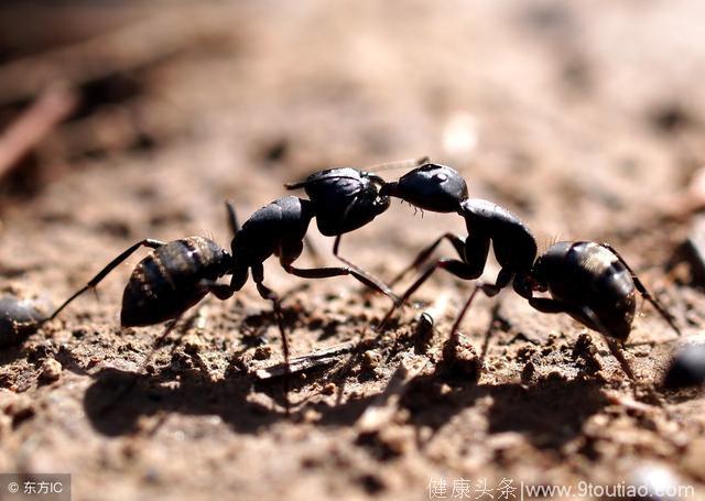 心理测试：你觉得哪个蚂蚁最有力气，看你最近会发生什么事，准