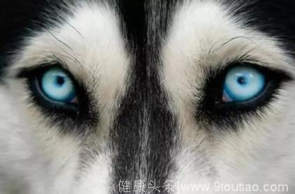 心理学：图中你觉得哪个才是狗的眼睛？测试你这辈子会爱上多少人