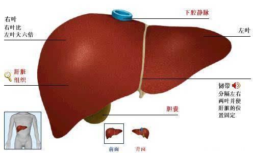 肝脏病变的5种表现！