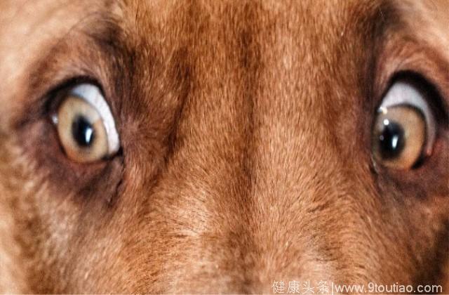 心理学：图中哪一个才是狗的眼睛？来测测你看人的眼光到底准不准