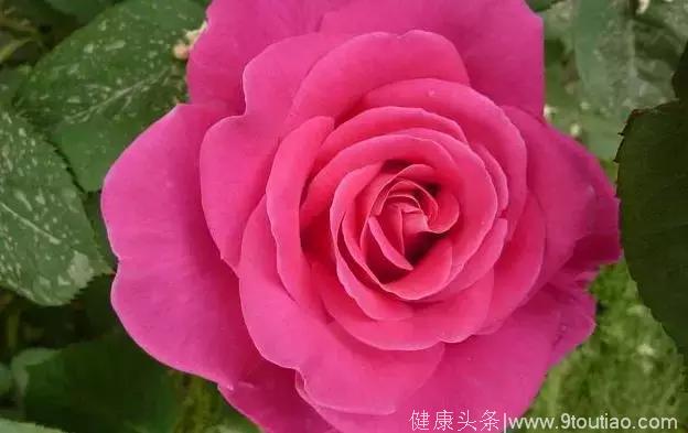 心理测试：哪个颜色的玫瑰最美，测你在他（她）那里值多少钱