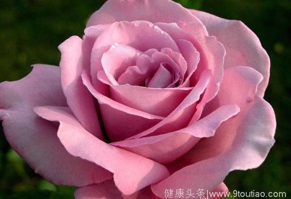 心理测试：哪个颜色的玫瑰最美，测你在他（她）那里值多少钱