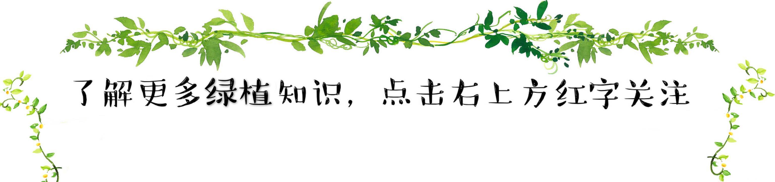 因甲醛仍超标不幸患上白血病，早知道家里种棵红豆杉就好了！