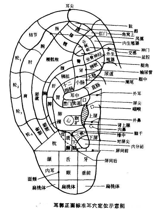 耳朵的这3个穴位，是隐藏的“特效穴” !坐骨神经痛、心绞痛都可治