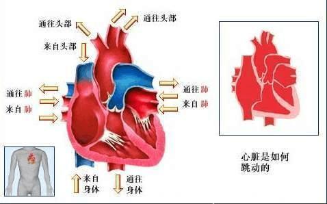 预防心血管病十大常见误区