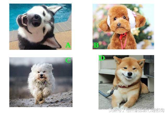 超准心理测试：凭直觉选出你最喜欢的狗狗，测出你的内在性格！