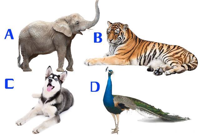 心理测试：选只动物和你一起穿越沙漠，测出你内心缺少什么