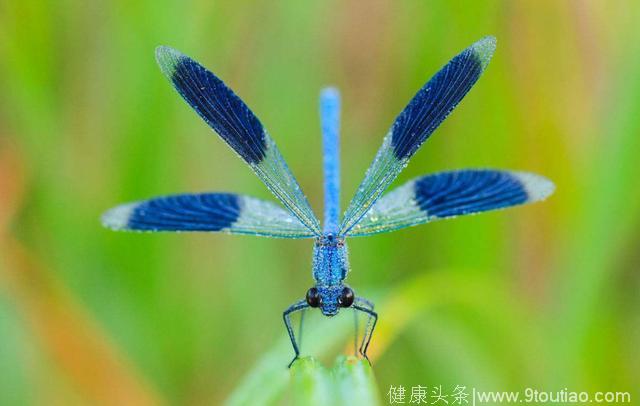 心理测试：凭直觉选一只蜻蜓，测你在婚后会有什么不测