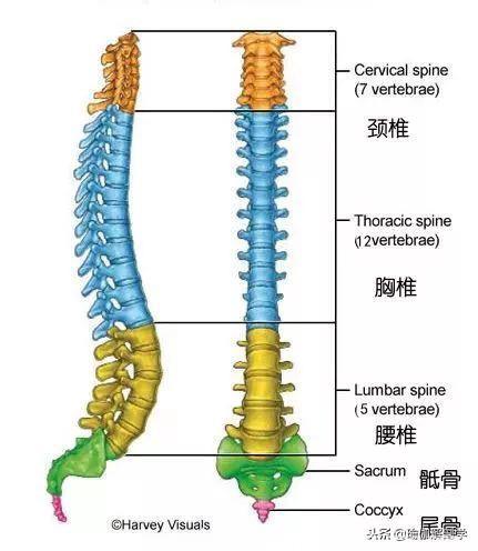 9个简单的瑜伽体式——灵活脊柱，越活越年轻（收藏级）