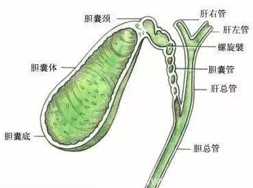 胆囊炎的饮食宜忌及食疗妙方