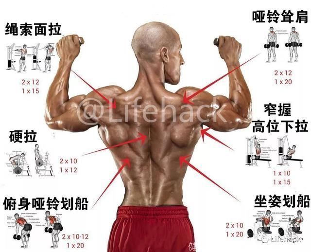 全身各部位肌肉训练动作图解，男女通用
