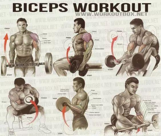 全身各部位肌肉训练动作图解，男女通用