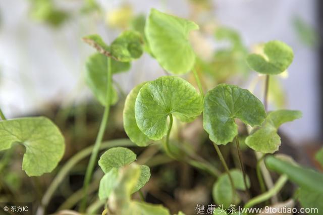 治疗类风湿关节炎，用什么中药好