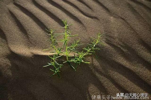 心理测试：选出你会种在沙漠中的植物，测试你属于哪种性格