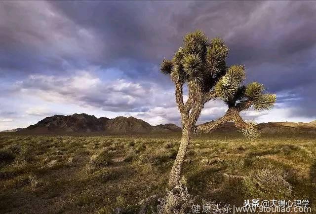 心理测试：选出你会种在沙漠中的植物，测试你属于哪种性格