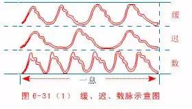 最全的入门脉诊知识，附详细图解（建议收藏）