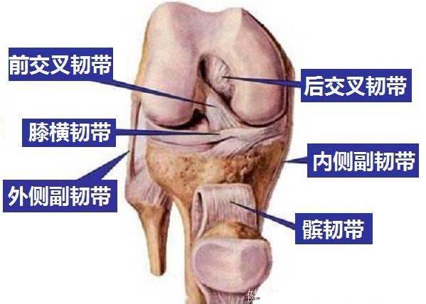 膝痛还能从“后”治！从腓肠肌入手治疗膝关节骨性关节炎