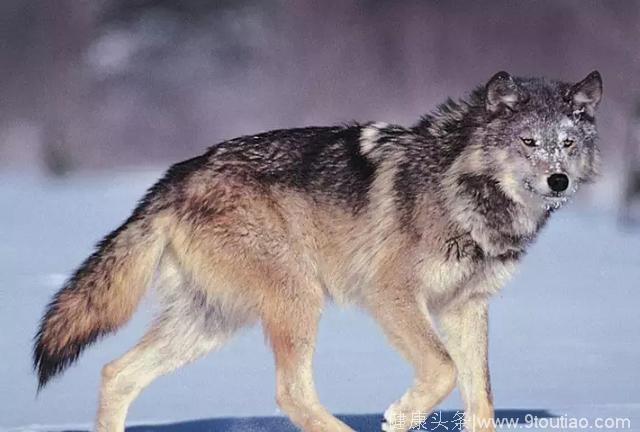 心理测试：你最喜欢哪匹狼？测你会在爱情中迷失自我吗？