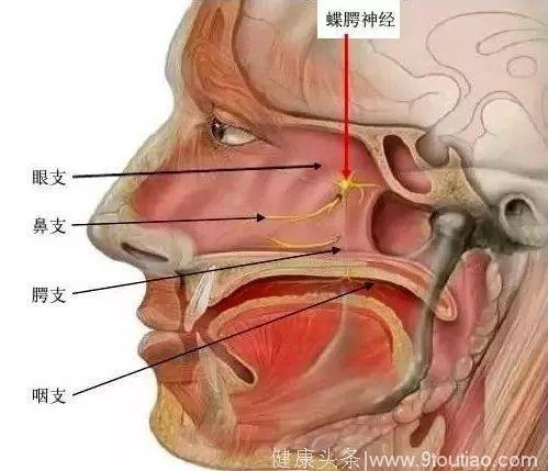 10余年过敏性鼻炎老病号 终于摆脱了流鼻涕 随访没复发