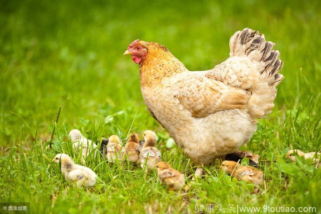 基因编辑让母鸡下出“抗癌鸡蛋”，可抵御多种疾病