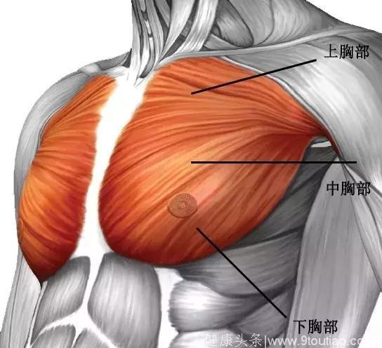 练胸最完美的姿势居然不是俯卧撑？