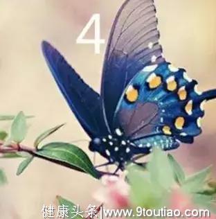心理测试：4只蝴蝶，哪只最漂亮?测出你今年会谈几个对象？超准