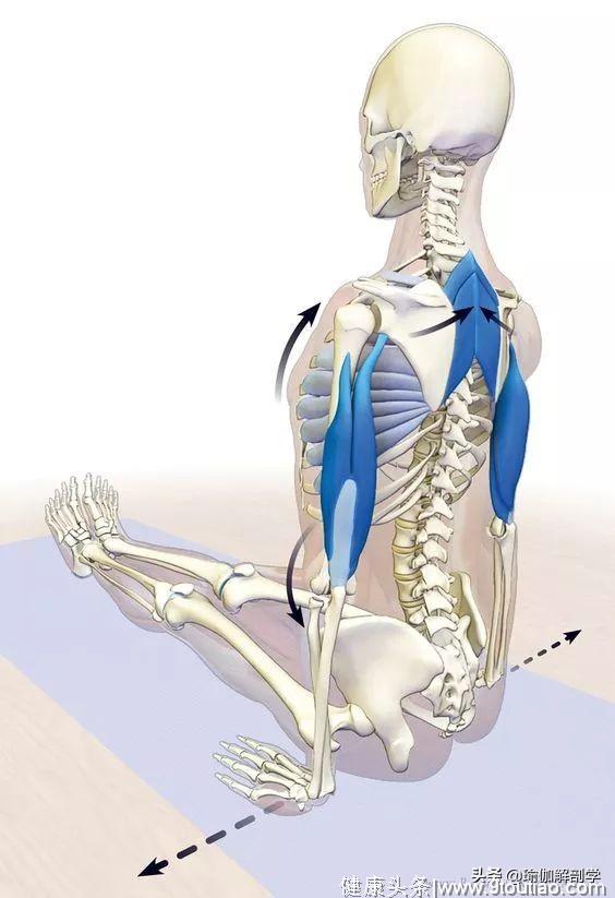 18个常见瑜伽体式正位解剖图，告别“依葫芦画瓢式”的练瑜伽！