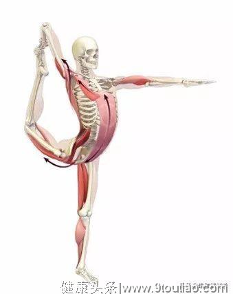 18个常见瑜伽体式解剖图，练瑜伽，知道怎么练很重要！