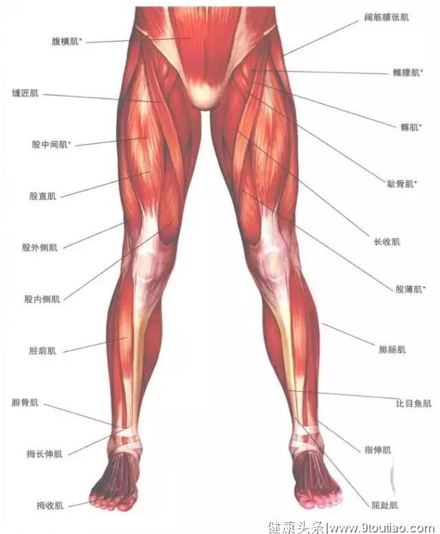 腿部肌肉分布图图片