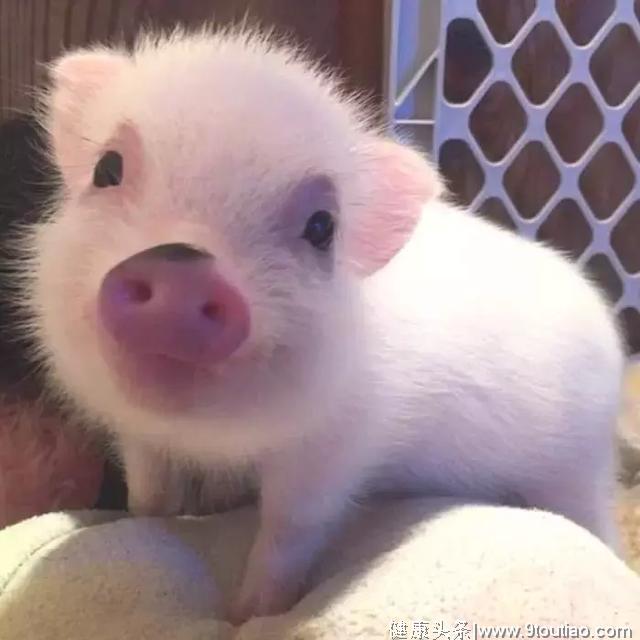 心理测试：哪只小猪最有福气？测你未来可以过上哪种生活！