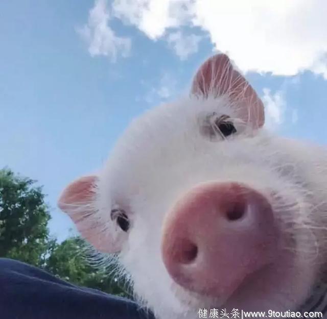 心理测试：哪只小猪最有福气？测你未来可以过上哪种生活！