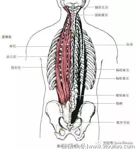 健身别只知道练胸和练臀，这块肌肉你一定要加强！