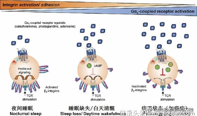 睡眠是最好的感冒药？