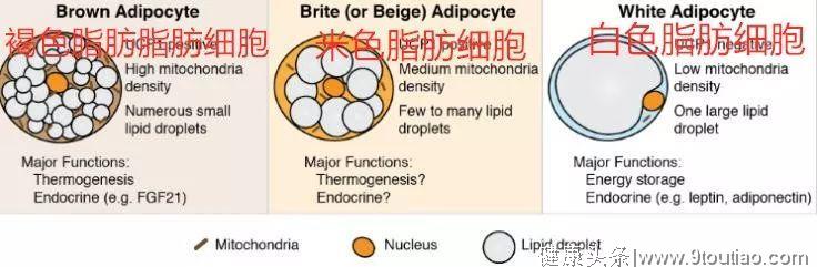 颠覆你的认知！生姜或成治疗糖尿病和肥胖的利器？