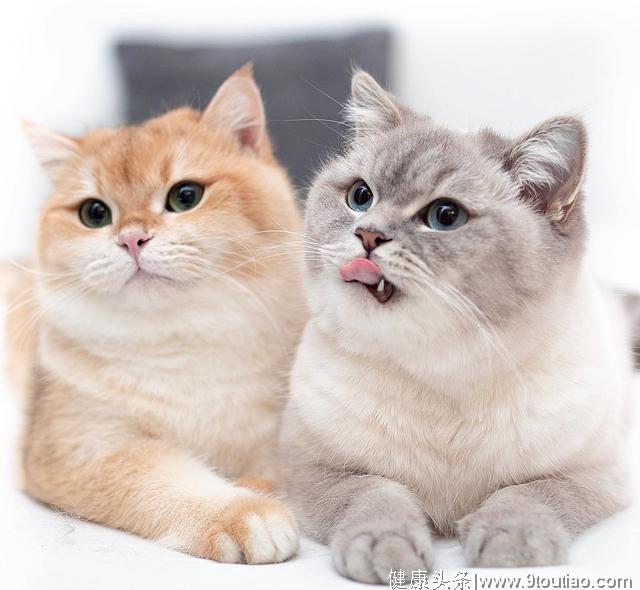 如何在家给猫咪牙部做“体检”？哪些口腔症状需要送医院？