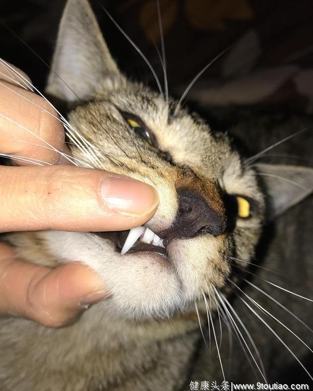 如何在家给猫咪牙部做“体检”？哪些口腔症状需要送医院？