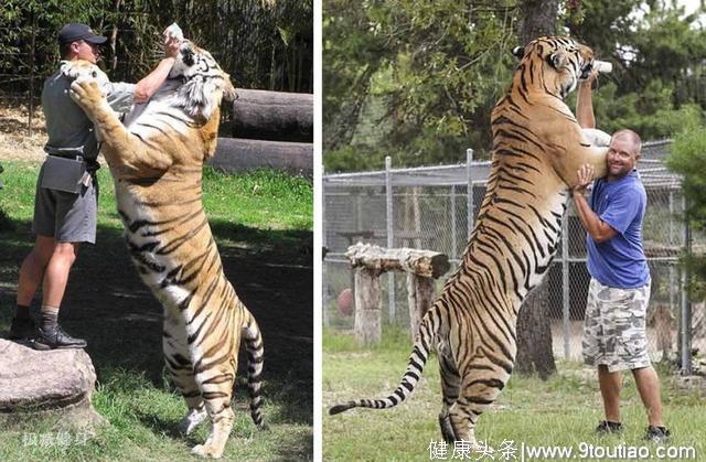 人和动物的肌肉有何不同，为什么狮虎的力气那么大？