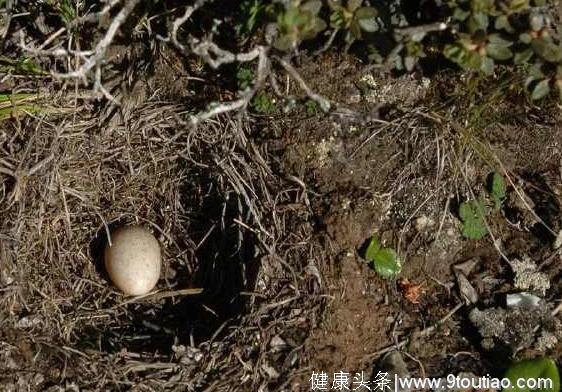 心理测试：4只蛋哪个会孵出小鸟，测失恋后你的自愈能力有多强