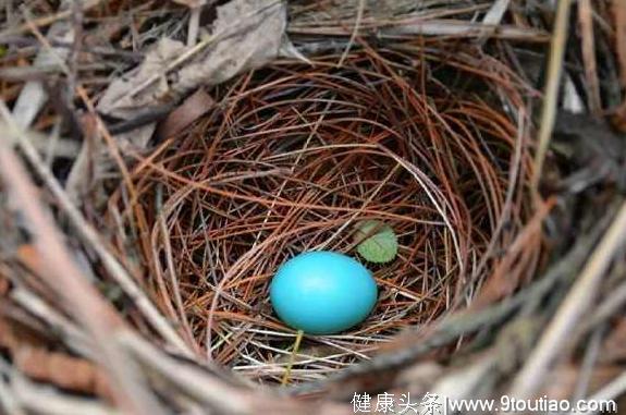 心理测试：4只蛋哪个会孵出小鸟，测失恋后你的自愈能力有多强