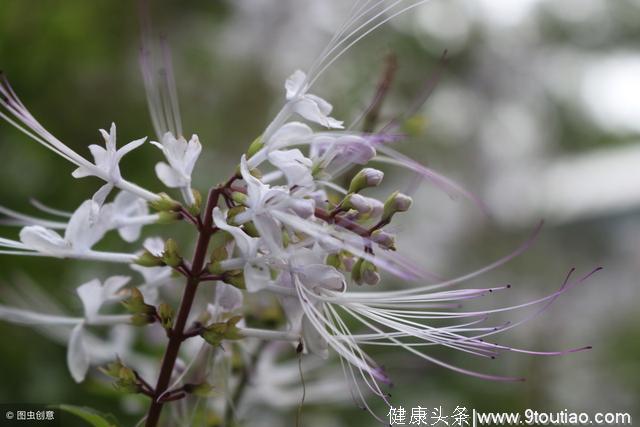 这种植物农村很常见，常被用来治疗风湿关节炎，大量种植能致富？