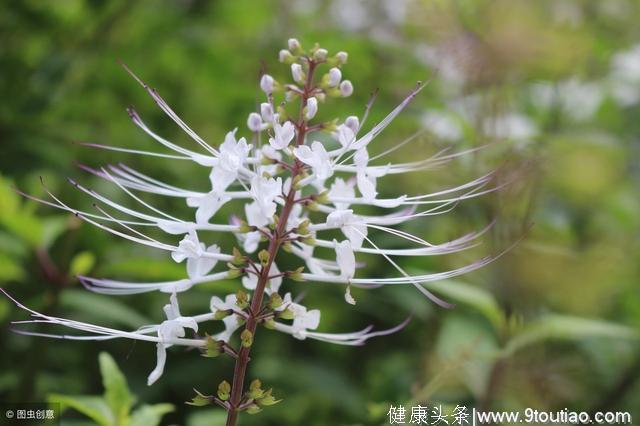 这种植物农村很常见，常被用来治疗风湿关节炎，大量种植能致富？