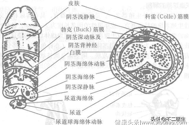 何谓血管性阴茎勃起功能障碍