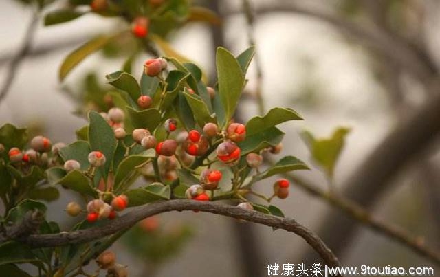 一种常见的寄生植物，茎叶具有祛风湿、补肝肾、安胎等妙用