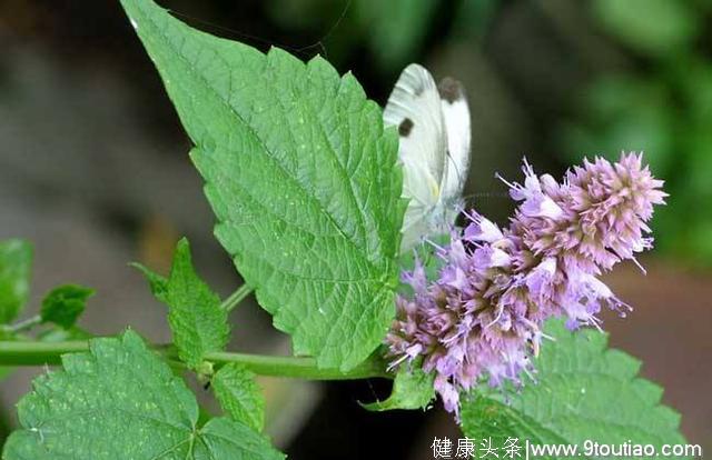 这几味中药，中医师常用于治疗鼻炎，效果一个比一个好