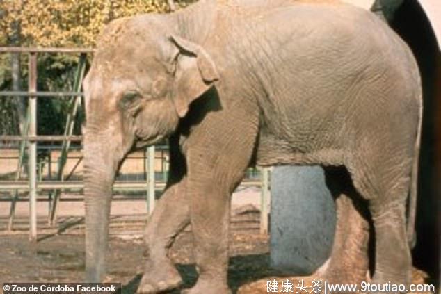 世界上最悲伤大象！西班牙动物园大象被单独圈养43年后抑郁而死